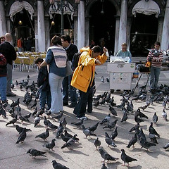 Pigeons attacking