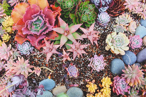 Flickriver Random Photos From Succulent Love Pool