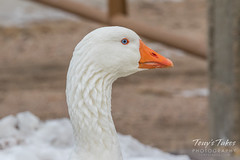 A handsome Emden Goose