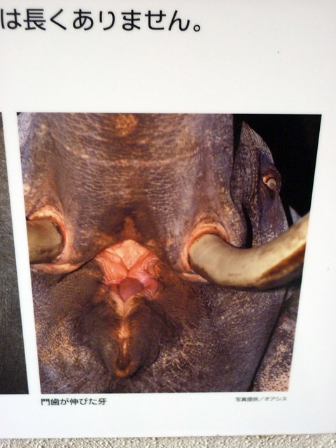 象のお口の写真がありました。｜いしかわ動物園