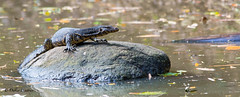 Water Monitor - Sri Lanka • <a style="font-size:0.8em;" href="http://www.flickr.com/photos/71979580@N08/20543103400/" target="_blank">View on Flickr</a>