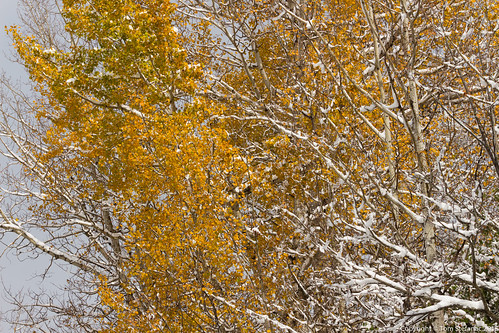 Snow Covered Fall Foliage 2 • <a style="font-size:0.8em;" href="http://www.flickr.com/photos/65051383@N05/22266077326/" target="_blank">View on Flickr</a>