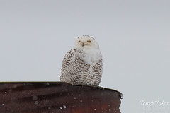 Snowy Owl makes surprise appearance