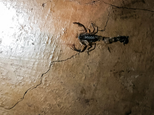 This was the remains of the scorpion that was initally discovered in Nora's bed.  About 3 inches or so nose to tail.   Little claws, big tail.   You can also see the light reflecting off its predatory eyes. • <a style="font-size:0.8em;" href="http://www.flickr.com/photos/96277117@N00/21480973163/" target="_blank">View on Flickr</a>