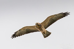 September 3, 2015 - A young Swainson's Hawk in Thornton. (Tony's Takes)