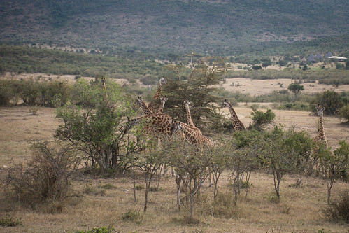 What is the name for a gathering of giraffes?  A tower of giraffes. • <a style="font-size:0.8em;" href="http://www.flickr.com/photos/96277117@N00/22546737607/" target="_blank">View on Flickr</a>