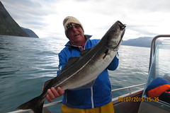 Bumper with his 26lb Coalfish • <a style="font-size:0.8em;" href="http://www.flickr.com/photos/113772263@N05/21220654578/" target="_blank">View on Flickr</a>