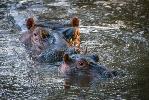 Hippos at Meru • <a style="font-size:0.8em;" href="http://www.flickr.com/photos/96277117@N00/21701681280/" target="_blank">View on Flickr</a>
