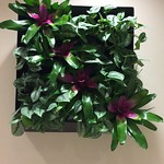 Gallery of Living Wall Designs, Indoor & Outdoor - Interiorscapes