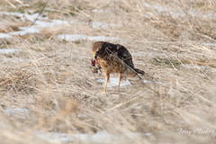Female Northern Harrier has mouse for breakfast