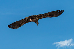 Bald Eagle takes flight with its lunch