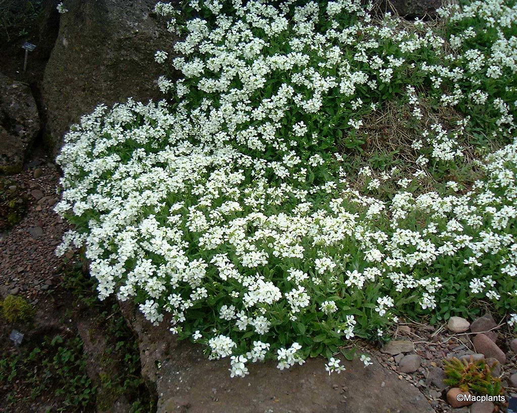 Arabis alpina ssp. caucasica 'Snowcap'