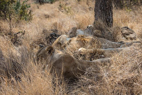 A pride of 8 lions spralled under a tree sleeping in the mid-day sun.   One was almost certainly the collared lioness from the day before. • <a style="font-size:0.8em;" href="http://www.flickr.com/photos/96277117@N00/22086134595/" target="_blank">View on Flickr</a>