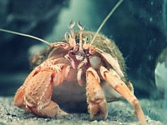 Anglų lietuvių žodynas. Žodis hermit-crab reiškia v zool. vėžys atsiskyrėlis lietuviškai.