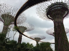 Supertrees in Gardens by the Bay