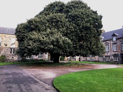 Anglų lietuvių žodynas. Žodis holm tree reiškia holm medis lietuviškai.