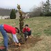 2017-03-11 Tree Planting (6)