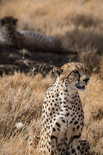 Cheetahs of Lewa. • <a style="font-size:0.8em;" href="http://www.flickr.com/photos/96277117@N00/22042622756/" target="_blank">View on Flickr</a>