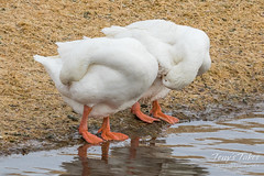 Headless Swan Geese