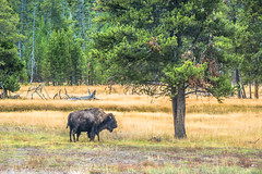 Mama bison under a tree near Madison; Yellowstone NP