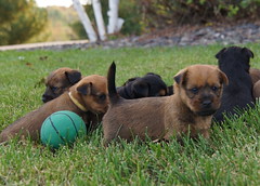 Puppies born 09-14-15