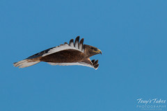Dark Morph Ferruginous Hawk in flight