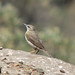 African Rock Pipit