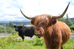 Scottish cows