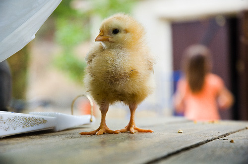 very cute chicken