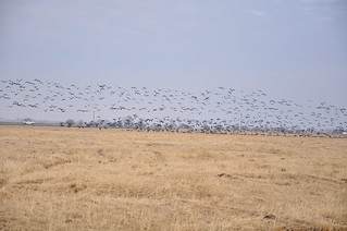 Nebraska Waterfowl Hunting 24