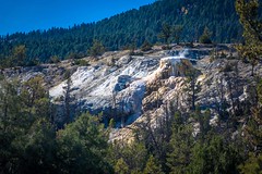 New Highland Terrace; Mammoth Hot Springs, Yellowstone NP