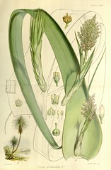 Anglų lietuvių žodynas. Žodis richea pandanifolia reiškia <li>Richea pandanifolia</li> lietuviškai.
