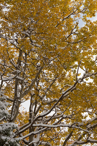 Golden Fall Foliage Snow Covered • <a style="font-size:0.8em;" href="http://www.flickr.com/photos/65051383@N05/21669360014/" target="_blank">View on Flickr</a>