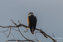 Bald Eagle roosting along the South Platte River