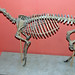 Mesohippus sp. (fossil horse) (Tertiary; near Lusk, Wyoming, USA) 1