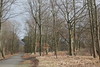 Wanderung Treptower Park - Alt-Köpenick • <a style="font-size:0.8em;" href="http://www.flickr.com/photos/25397586@N00/33010289510/" target="_blank">View on Flickr</a>