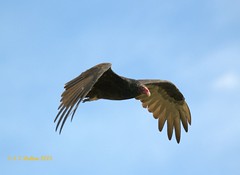 September 7, 2015 - A Turkey Vulture does a flyby in Longmont. (Ed Dalton)