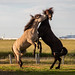 Icelandic Horses in Sauðárkrókur