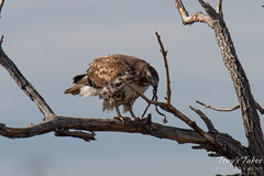Red Tailed Hawk dines on a garter snake