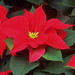 The History of the Poinsettia