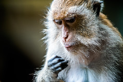 monkeys-1024