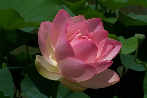 Lotus Blossum