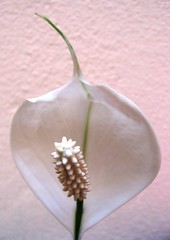 Macro of Spathiphyllum spp. 'Wallisii' (Peace Lily)