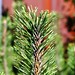 Pinus mugo - Closeup view