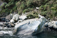 Focas en Milford Sound