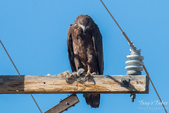 Juvenile Bald Eagle keeps watch