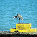 Blue Heron Punta Gorda Belize  2544