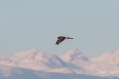 December 13, 2015 - A Northern Harrier patrols the snow in Adams County. (Tony's Takes)