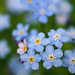Photo: Wood Forget-me-not