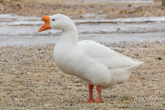 An interesting Swan Goose